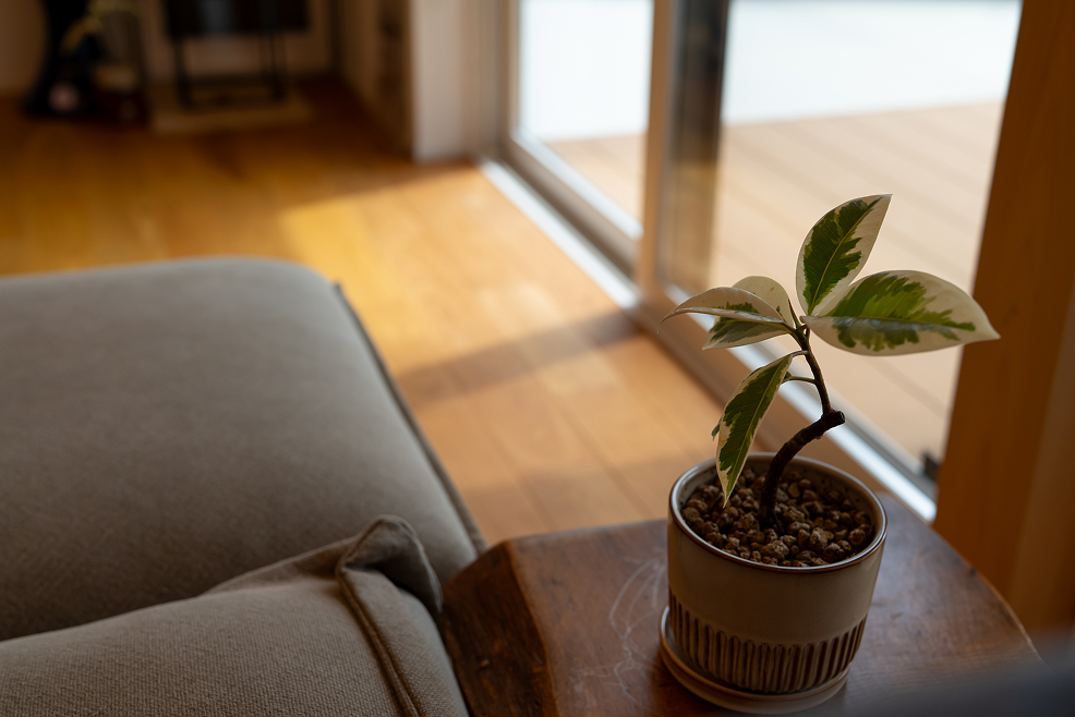 観葉植物のあるリビング